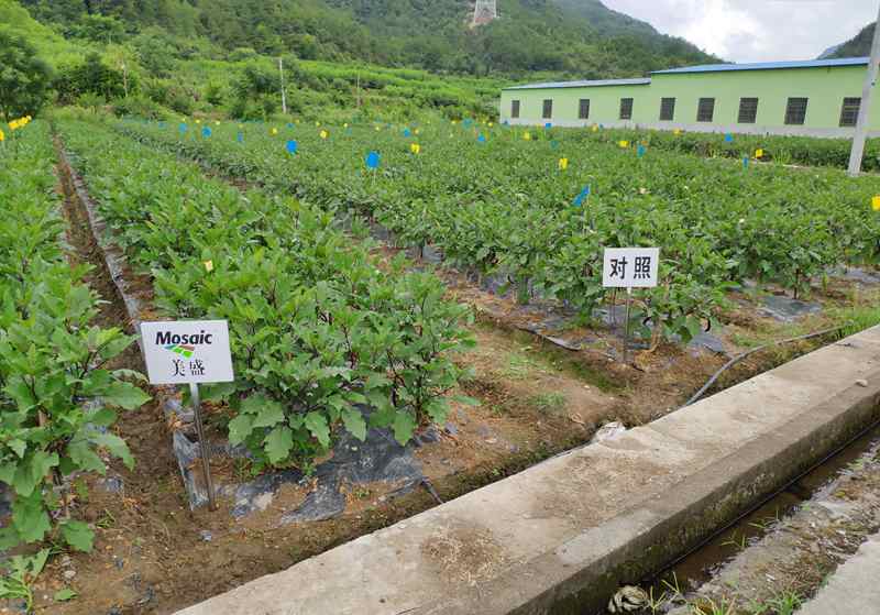 浙農&ldquo;高山茄子營養(yǎng)解決方案&rdquo;受到專家及農戶認可