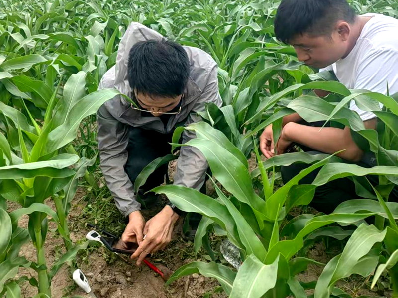 愛普科技酸性水溶肥方案助力西北地區(qū)鹽堿地改良